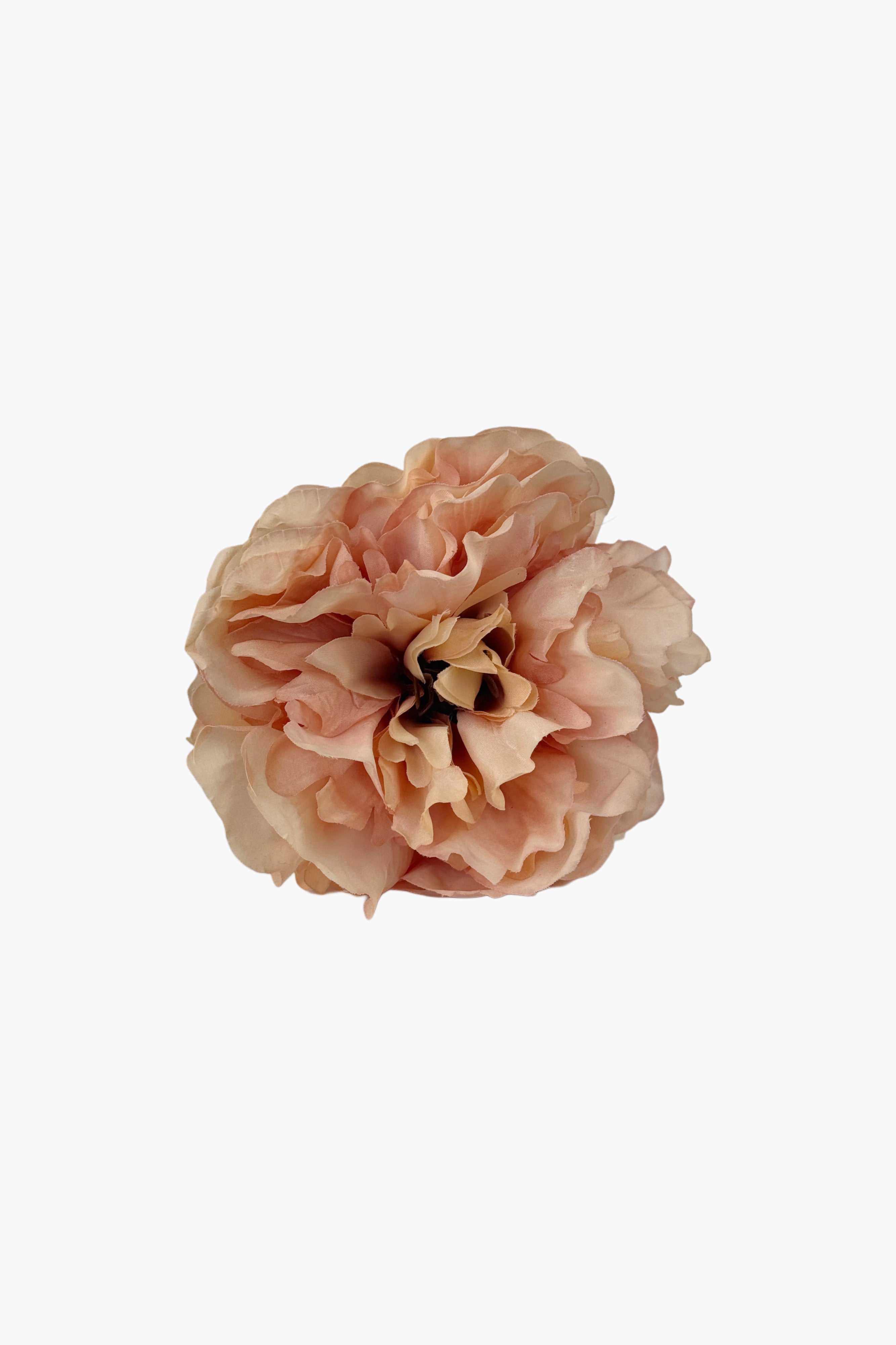 Peonia Teñida